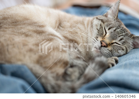 A cat sleeping on its owner's lap A cat sleeping on its owner's lap 140605346