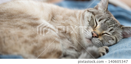 A cat sleeping on its owner's lap A cat sleeping on its owner's lap 140605347