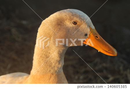 Close up of White Duck in Rural East TX Lake Close up of White Duck in Rural East TX Lake 140605385