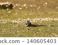 Killdeer Bird Sitting on Nest of Eggs on Ground 140605403