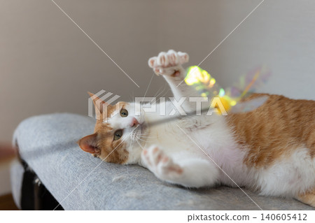 A cat playing with a toy Brown tiger white A cat playing with a toy Brown tiger white 140605412