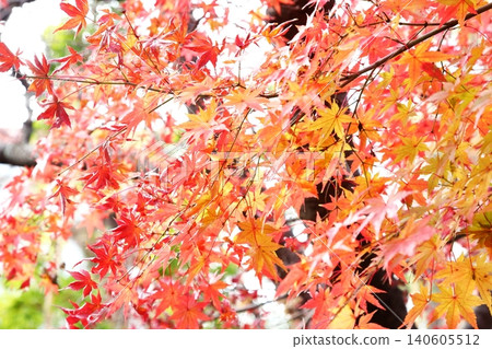 Autumn leaves of Iohamomijiji Autumn leaves of Iohamomijiji 140605512