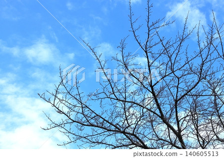cherry tree with fallen leaves cherry tree with fallen leaves 140605513