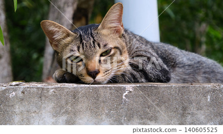 Curious Tabby Cat Looking Up Outdoors Curious Tabby Cat Looking Up Outdoors 140605525