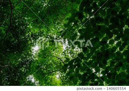 Momiji's young leaves Momiji's young leaves 140605554