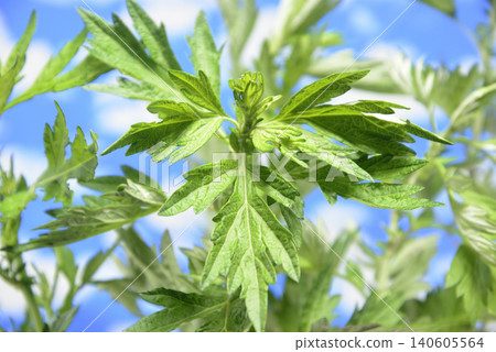 Mugwort leaves against the blue sky Mugwort leaves against the blue sky 140605564