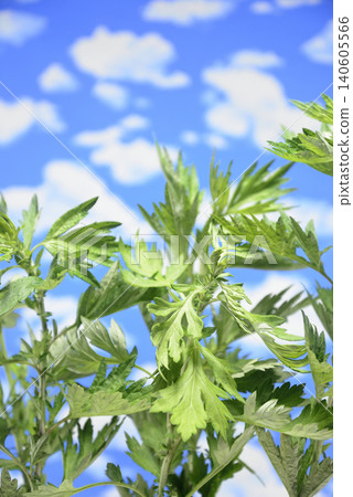 艾草葉映襯著藍天 艾草葉映襯著藍天 140605566