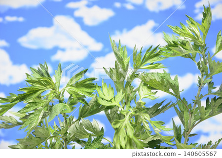 艾草葉映襯著藍天 艾草葉映襯著藍天 140605567