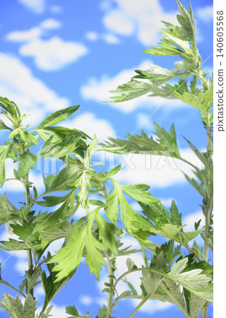 Mugwort leaves against the blue sky Mugwort leaves against the blue sky 140605568