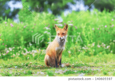 Kita fox 140605597