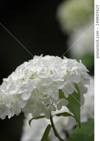 A single white hydrangea after the rain 140605625