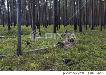 Uprooted Pine Tree and Fallen Trunk in Summer Forest Uprooted Pine Tree and Fallen Trunk in Summer Forest 140605650