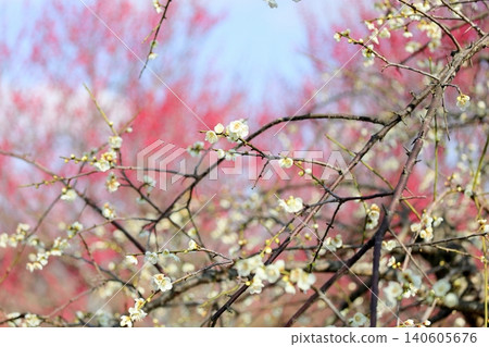 Refreshing white plum blossoms, weeping plum blossoms Refreshing white plum blossoms, weeping plum blossoms 140605676