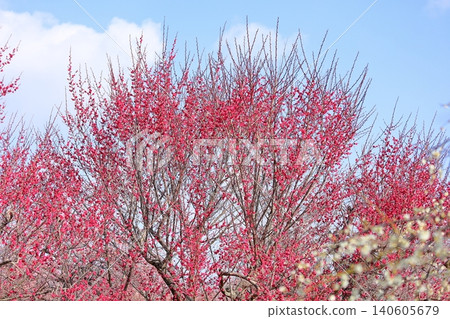 Vivid red plum blossoms 140605679