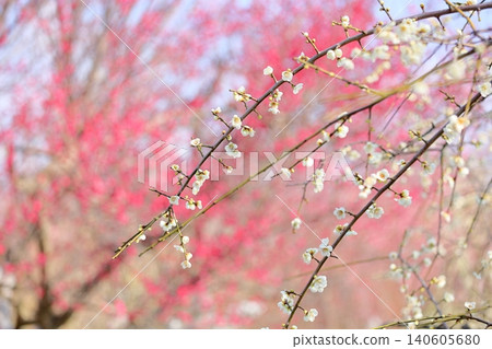 Refreshing white plum blossoms and weeping plum blossoms; background: red plum blossoms. 140605680