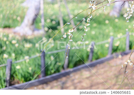 清爽的白梅花，垂枝梅花 140605681