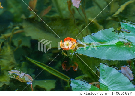 Water lily flowers blooming on the water's surface and green water lily leaves – a natural landscape of a pond. Water lily flowers blooming on the water's surface and green water lily leaves – a natural landscape of a pond. 140605687