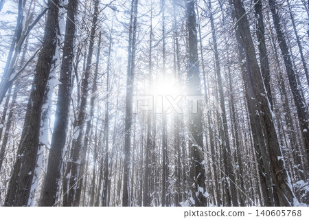A scene of sunlight filtering through the trees in a snow-covered forest (around Onbara Plateau) 140605768