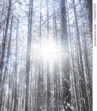 A scene of sunlight filtering through the trees in a snow-covered forest (around Onbara Plateau) 140605769