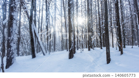 A scene of sunlight filtering through the trees in a snow-covered forest (around Onbara Plateau) 140605773