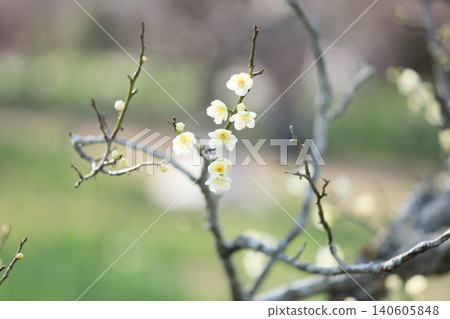 清爽的白梅花,垂枝梅花 清爽的白梅花,垂枝梅花 140605848