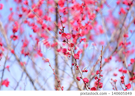 充滿活力的紅梅花 充滿活力的紅梅花 140605849