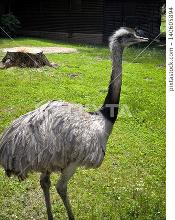 A rhea or ostrich on a green lawn at the zoo. 140605894