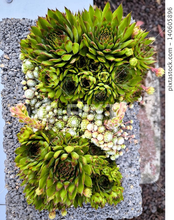 Decorative Sempervivum succulents in a stone planter 140605896