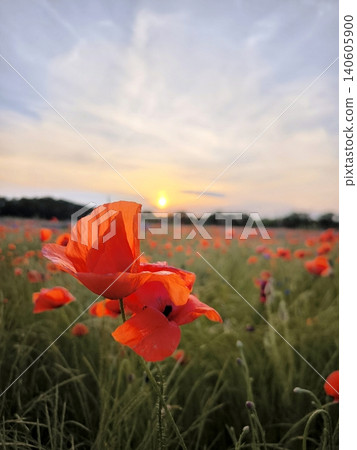 Red poppies in a field at sunset. 140605900
