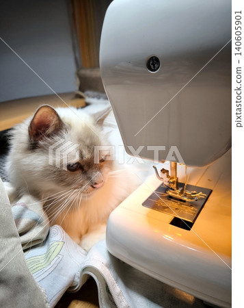 A fluffy house cat is sitting next to a sewing machine. A fluffy house cat is sitting next to a sewing machine. 140605901