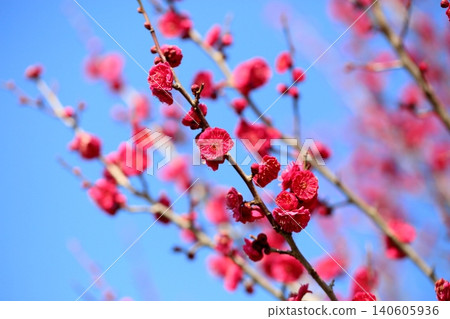 Vivid red plum blossoms 140605936