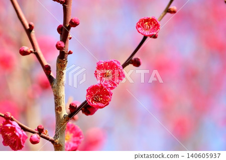 Vivid red plum blossoms Vivid red plum blossoms 140605937