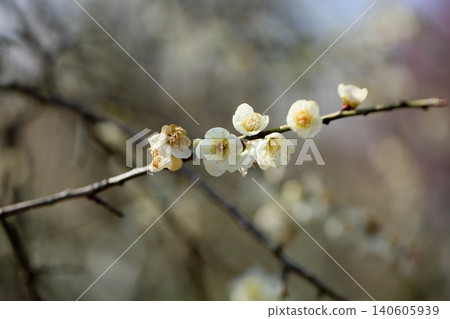 清爽的白梅花,垂枝梅花 清爽的白梅花,垂枝梅花 140605939
