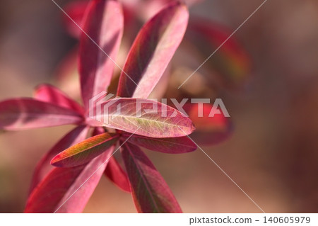 Autumn leaves of willow Autumn leaves of willow 140605979