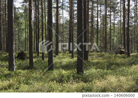 Sun-Dappled Pine Forest Landscape with Lush Undergrowth Sun-Dappled Pine Forest Landscape with Lush Undergrowth 140606000