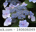 Hydrangeas blooming all over town 140606049