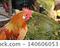 A chicken staring intently at a single point. 140606053