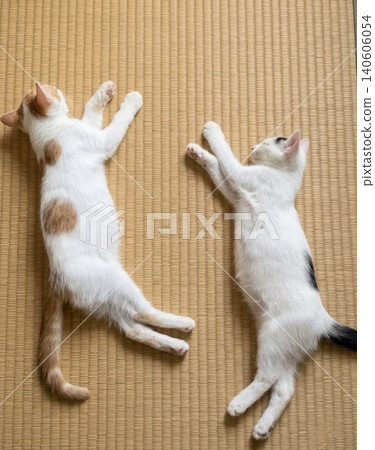 Two kittens lying side-by-side on a tatami mat. Two kittens lying side-by-side on a tatami mat. 140606054