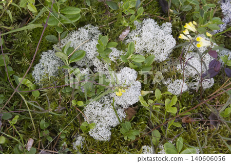 Reindeer Lichen, Moss, and Wildflowers on Forest Floor 140606056