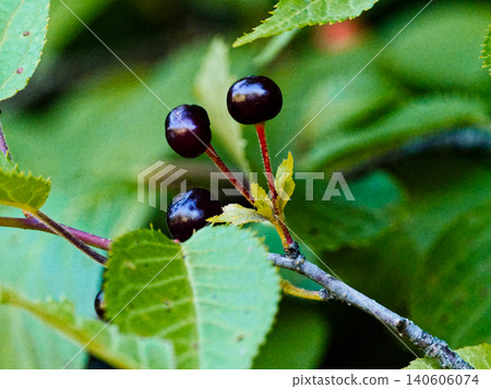 Ripe fruit of the wild cherry tree 140606074