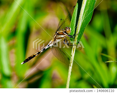 A white-tailed skimmer (♀) in the wetlands A white-tailed skimmer (♀) in the wetlands 140606110