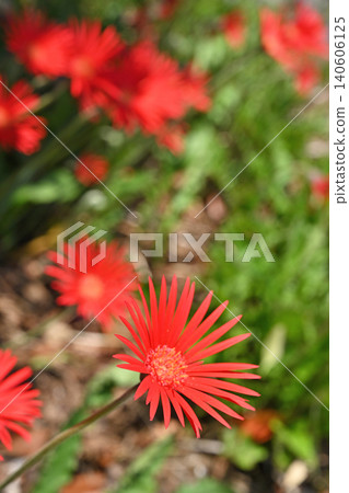 Plant: Gerbera (Asteraceae family) 140606125