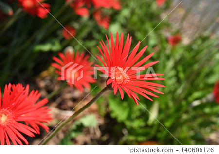 Plant: Gerbera (Asteraceae family) 140606126