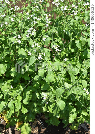A walk around Iwatsuki: Radish flowers (Brassicaceae family) A walk around Iwatsuki: Radish flowers (Brassicaceae family) 140606129