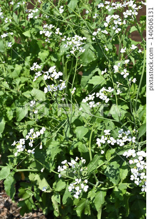 A walk around Iwatsuki: Radish flowers (Brassicaceae family) A walk around Iwatsuki: Radish flowers (Brassicaceae family) 140606131
