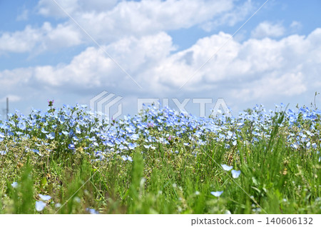 岩槻漫步:粉蝶花與天空 岩槻漫步:粉蝶花與天空 140606132