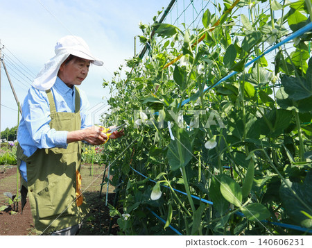 Woman harvesting snap peas Woman harvesting snap peas 140606231