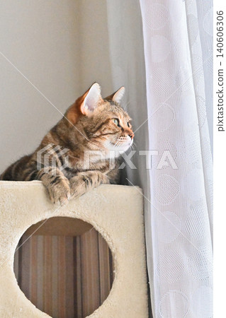 A window scene with a cat 140606306