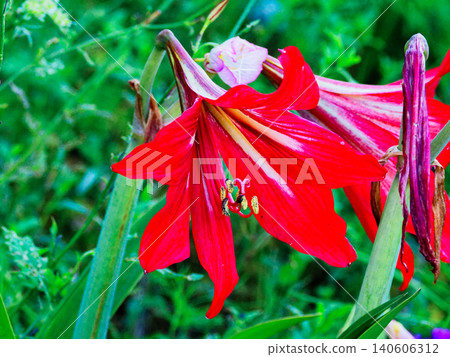 Amaryllis Orange Rascal Amaryllis Orange Rascal 140606312