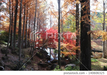 Autumn foliage scenery at Taka Town Leisure Village Park (Hyogo Prefecture) Autumn foliage scenery at Taka Town Leisure Village Park (Hyogo Prefecture) 140606325